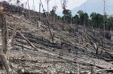 Deforestation ongoing in Binh Dinh province