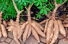 Thailand supports cassava farmers