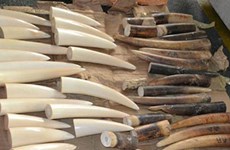 Illegal shipment of ivory intercepted by customs