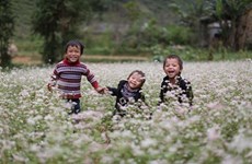 Festival honours buckwheat flowers in Ha Giang