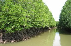 Ca Mau moves to protect coastal forests 