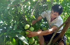 US allows import of VN mangos