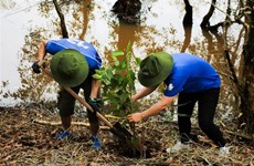WWF, Intel continue wetland reforestation project in Long An