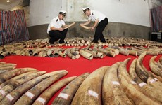 China police seize ivory smuggled via Vietnam border