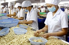 Vinacas develops 1-million-tonne cashew material region in Cambodia