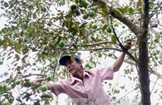 Tien Giang star-apple fruit breaks into US market