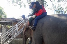 Bio-data chips implanted in tame elephants