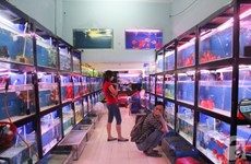 Ornamental fish breeders should scale up: experts
