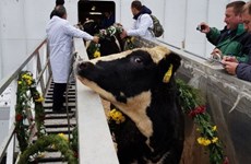 TH Group sends milch cows to Russian farm