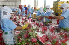Binh Thuan set to grow 9,800 ha of VietGAP dragon fruits in 2018 