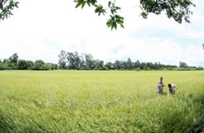 Thua Thien-Hue works hard on new rural development 