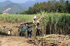 Sugar association looks to Prime Minister for help