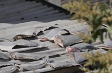 Investigation to be held on report of shark fins case in Chile