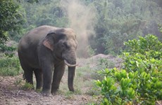 Additional 20km of elephant protection fence in Dong Nai proposed