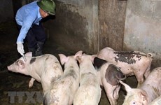 Southeast Asia a 'hotspot' for antibiotic abuse: FAO official