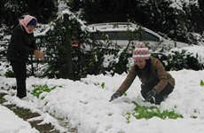 Farmers incur losses due to cold