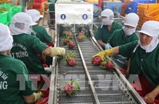 An Giang: Exports of agricultural products, clothing hike in January