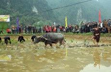 Long Tong, unique farming ritual of the Tay