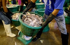 Thai gov't ramps up crusade against illegal fishing, human trafficking