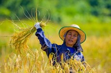 Thai government advises farmers not to raise rice production