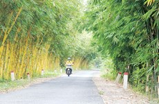 Vietnamese bamboo species conserved in Dong Thap province