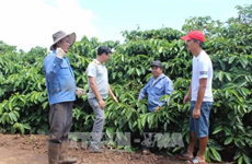  Gia Lai farmers struggle to find higher prices for VietGap coffee