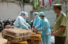 Hai Phong culls 3,000 bird-flu affected poultry 