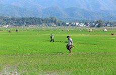 Winter-spring rice yields big profits for farmers
