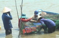 Dong Thap eyes over 2,000ha for prawns