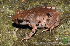 Da Nang: New frog found in Son Tra Nature Reserve