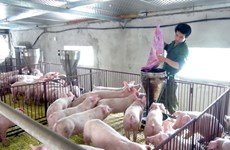 CP TPP to bring both opportunities, challenges to breeding sector