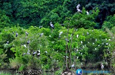 Bac Lieu bird sanctuary faces high risk of fires