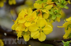 Quang Ninh: flower festival to take place earlier than scheduled