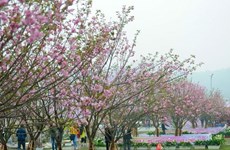 Sakura blossoms on display at VN-Japan cultural festival this weekend
