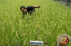 Indonesia works to modernize rice sector
