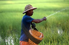 Myanmar earns 1.11 billion USD from rice exports 