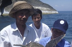 Hatchery project to save sea turtles in Cu Lao Cham