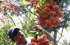 Vietnam exports rambutan to New Zealand 