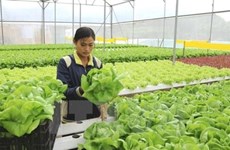 Ho Chi Minh City supports agricultural start-ups 