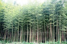 Dong Thap works to preserve Vietnamese bamboo species