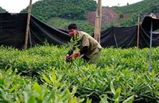 Rural areas – potential market for enterprises: Nielsen Vietnam