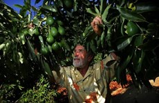 Vietnam, Mexico seek partnership in food industry