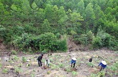 Additional 40,720 hectares of forest planted in northern region