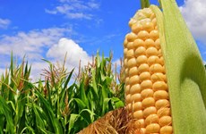 First direct shipment of US corn arrives in Vietnam  