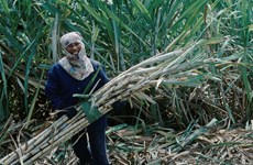 Thailand to cut sugar exports in 2018
