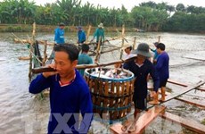 Tien Giang province breeds more tra fish on alluvial areas