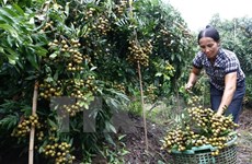 Fruit, vegetable exports hit 1.62 billion USD in five months