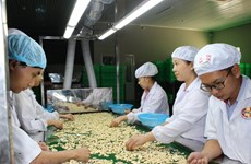 Cashew nut factories halt operations due to lack of materials 