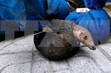 Nearly 340kg of pangolins seized in Thanh Hoa