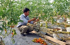 Quang Tri draws investment in hi-tech agriculture